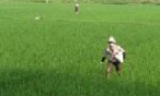 Sản xuất vụ mùa-Kết quả bước đầu và những lưu ý