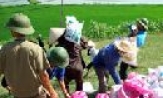 Quế Võ: Diễn tập huy động nhân lực, vật tư, phương tiện phòng, chống lụt bão; Chăm sóc đợt 1 cho 100% diện tích lúa mùa
