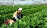 Toàn tỉnh:  Mở rộng hơn 6500 m2 nhà lưới trồng hoa cao cấp và rau an toàn
