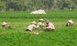 Quy trình sản xuất cà rốt vụ đông
