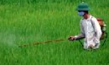 Gia Bình tập trung phòng trừ sâu bệnh lúa mùa
