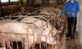 Những mô hình kinh tế trang trại tiêu biểu