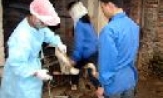 Công tác tiêm phòng cho vật nuôi dần đi vào nền nếp
