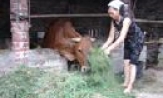Tập huấn phòng và trị một số bệnh thường gặp trong chăn nuôi trâu, bò