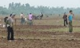 Quế Võ khai thác thế mạnh cây màu vụ đông