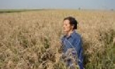 Thọ Đức (Tam Đa, Yên Phong) mất mùa - Nguyên nhân từ thuốc bảo vệ thực vật?