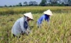 Bảo đảm an ninh lương thực trong bối cảnh mới