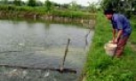 Mạnh dạn giúp hội viên vay vốn phát triển sản xuất