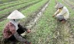 Trung Nghĩa màu xanh đang trở lại