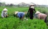 Huy động mọi nguồn lực, thực hiện công nghiệp hóa, hiện đại hóa nông nghiệp và nông thôn