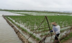 Toàn tỉnh: Mưa úng gây thiệt hại hơn 190 tỷ đồng