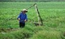 Gia Bình 1240ha màu và thuỷ sản ngập úng