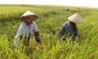 Trên những cánh đồng vàng