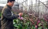 Hiệu quả từ mô hình sản xuất nông nghiệp công nghệ cao