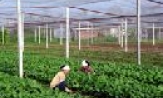 Sản xuất rau an toàn-Sự lựa chọn của nông dân Từ Sơn