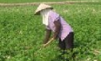 Sản xuất vụ đông sau một tháng khắc phục thiệt hại do mưa úng