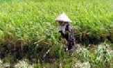 Mở rộng lúa lai vụ xuân 