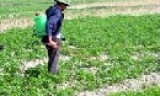 Kỹ thuật trồng và chăm sóc khoai tây giống vụ xuân