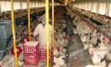 Để chăn nuôi phát triển bền vững