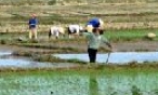 Toàn tỉnh: Hơn 90% diện tích lúa xuân cấy trong khung thời vụ tốt nhất