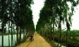 Gia Bình với phong trào Tết trồng cây