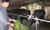 Chăn nuôi bò sữa ở Cảnh Hưng tiếp tục phát triển