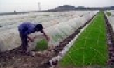 Các địa phương đẩy nhanh tiến độ sản xuất vụ xuân