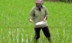Gia Bình: 2.411 ha lúa lai và lúa hàng hoá
