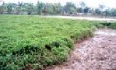 Nuôi cá trắm cỏ bằng rau lấp cho hiệu quả kinh tế cao