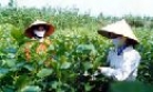 Phụ nữ Gia Bình phát triển nghề phụ 