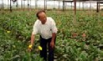 Hiệu quả mô hình trồng hoa cao cấp