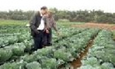 HTX Đình Bảng đa dạng hóa dịch vụ nông nghiệp