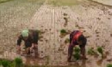 Bao giờ nông dân Minh Đạo hết khổ vì khói lò gạch?