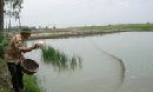 Những “lão nông” thời hội nhập kinh tế
