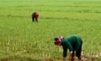 Quế Võ, lúa xanh đồng 