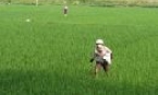Sản xuất lúa lai vụ xuân - Những kết quả bước đầu