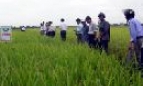Gia Bình mở rộng diện tích lúa lai, lúa hàng hóa