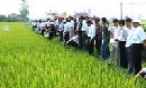 Đánh giá kết quả sản xuất lúa lai vụ xuân 2009