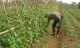 Yên Phong: Phấn đấu lúa mùa đạt 54 tạ/ ha, gieo trồng 200 ha rau màu hè thu