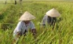 Tính cấp thiết của quy hoạch vùng sản xuất nông nghiệp