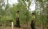 Kiểm lâm Bắc Ninh với công tác quản lý, bảo vệ và phát triển rừng