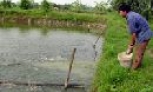 Nâng cao chất lượng phong trào thi đua “Nông dân sản xuất kinh doanh giỏi” 