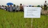 Ở nơi lúa lai khẳng định ưu thế