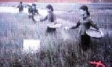 Người viết Lá thư dâng Bác trong ký ức của AHLĐ, NGND Nguyễn Đức Thìn