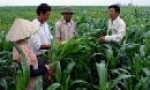 Gia Bình quy hoạch phát triển nông nghiệp