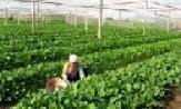 Khai thác nguồn vốn ưu đãi giúp nông dân phát triển kinh tế