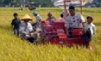 Máy gặt đập liên hợp ở Bắc Ninh