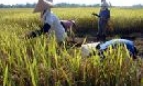 Năng suất lúa xuân ước đạt 65 tạ/ha, tăng 1,6 tạ/ha so cùng kỳ