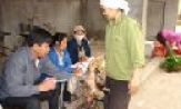 Nhìn lại chiến dịch tiêm phòng gia súc, gia cầm vụ xuân-hè