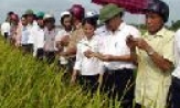 Kết quả mô hình sử dụng siêu phân bón NEB-26 tại Gia Bình 